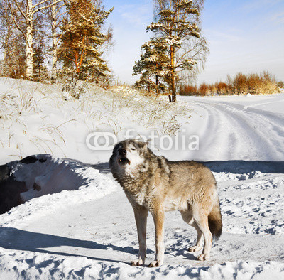 wolf in winter forest