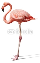 Obrazy i plakaty flamingo on white