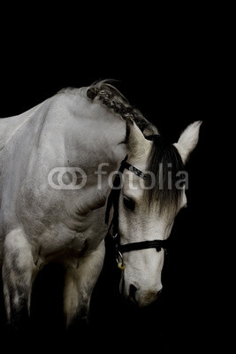 portrait of a welsh pony stallion in black background