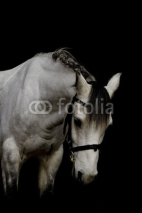 Naklejki portrait of a welsh pony stallion in black background