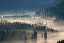 Fototapety spruce trees down the hill  to coniferous forest in fog at sunrise