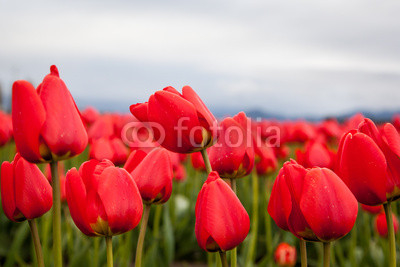 close up red tulips