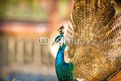 proud beautiful Peacock