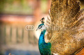 Naklejki proud beautiful Peacock