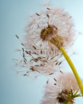 Fototapety Pusteblume im Frühling .... Flugschirmchen beim Abflug