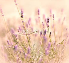 Fototapety Soft focus on lavender