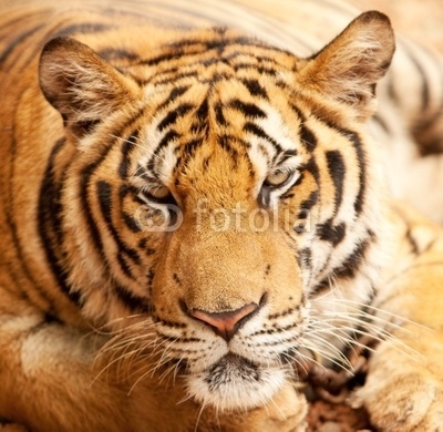 Portrait Tiger