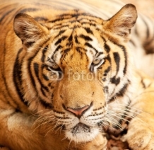 Naklejki Portrait Tiger