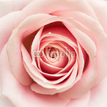 Naklejki Rose Closeup