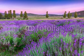 Naklejki Sunset over a summer lavender field in Tihany, Hungary