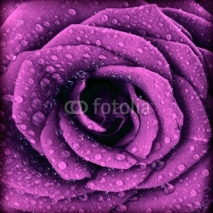 Naklejki Purple dark rose background