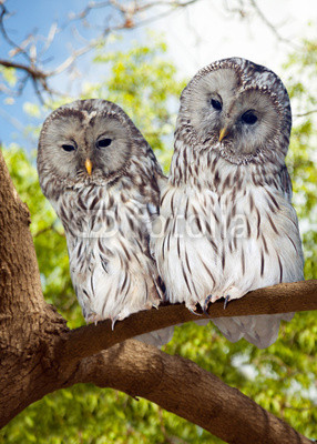 Grey Owls couple on tree