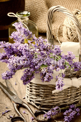 Bunch of freshly cut lavender