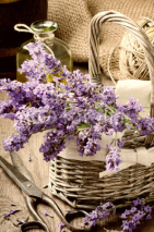 Naklejki Bunch of freshly cut lavender