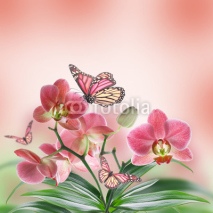 Fototapety Floral background of tropical orchids and  butterfly