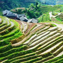 Naklejki Rice Field in China - LongJi