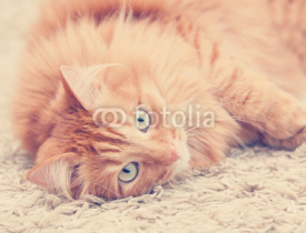 Fototapety funny fluffy ginger cat lying