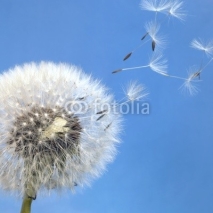 Fototapety dandelion blowball and flying seeds
