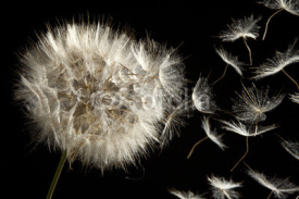 Fototapety Dandelion Loosing Seeds in the Wind