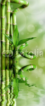 Naklejki Bambusy na zielonym tle