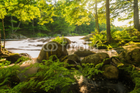 Fototapety River in the forest