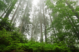 Naklejki dense forest