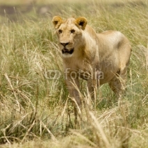 Naklejki Lion Masai mara Kenya