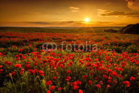 Naklejki Poppy field at sunset