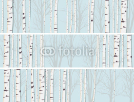 Fototapety Horizontal banners of birch trunks forest.