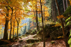 Obrazy i plakaty foresta in autunno