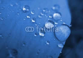 Fototapety blue drops