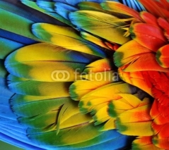 Naklejki Macaw Feathers (Rainbow)