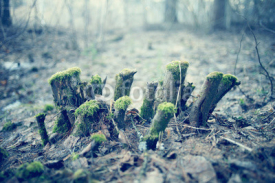 Fototapety landscape forest eco March