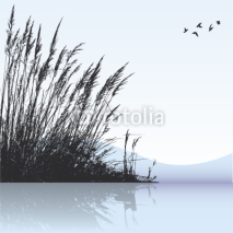 Naklejki reeds in the water