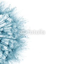 Super macro blue dandelion with droplets on white background