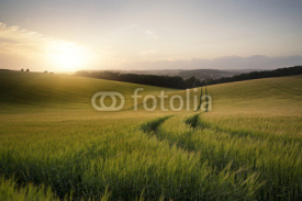 Fototapety Summer landscape image of wheat field at sunset with beautiful l