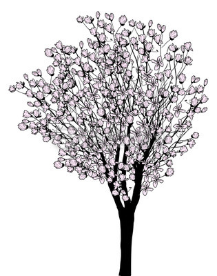 magnolia blossom tree isolated on white