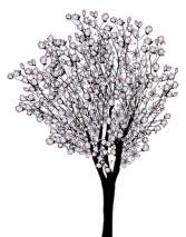 Naklejki magnolia blossom tree isolated on white