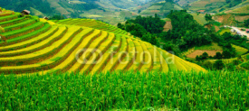 Naklejki Rice fields on terraces in vietnam