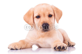 Fototapety adorable seated labrador retriever puppy dog