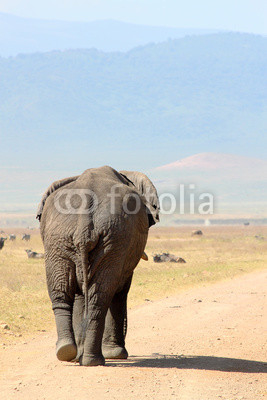 Old african elephant (Loxodonta Africana) walking