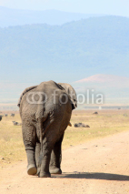 Naklejki Old african elephant (Loxodonta Africana) walking