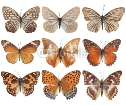 Fototapety nymphalid butterfly