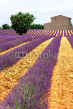 Obrazy i plakaty lavender field