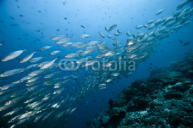 Naklejki Caesionidae shoal