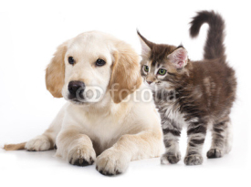 Naklejki Cat and dog