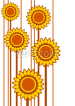 Fototapety sunflower