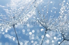 Fototapety dandelion seeds with drops