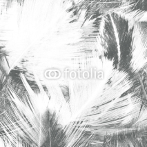 Naklejki Abstract creative background from feather.