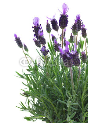 Fresh purple lavender flowers on white